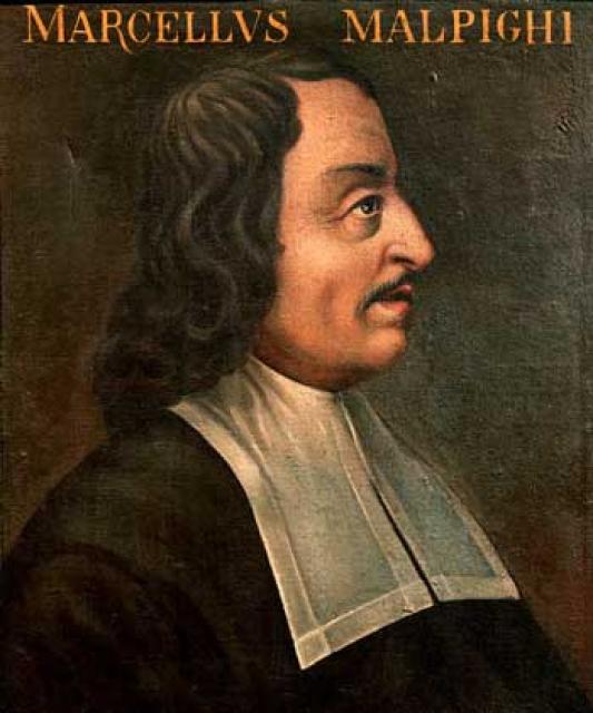 Marchello Malpighi