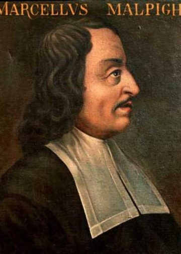 Marchello Malpighi