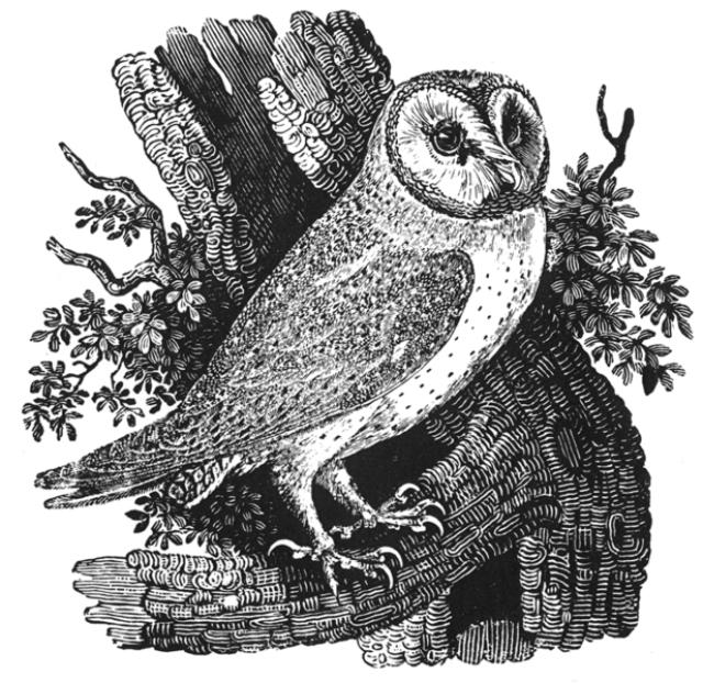 Thomas Bewick