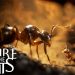 Empire of the Ants Yayınlandı, Ön İncelemesi Nasıl?