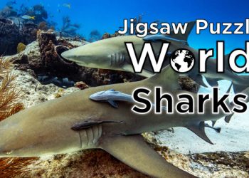 Jigsaw Puzzle World – Sharks Yayınlandı, Ön İncelemesi Nasıl?
