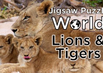 Jigsaw Puzzle World – Lions & Tigers Yayınlandı, Ön İncelemesi Nasıl?