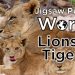 Jigsaw Puzzle World – Lions & Tigers Yayınlandı, Ön İncelemesi Nasıl?