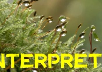 Interpret Yayınlandı, Ön İncelemesi Nasıl?
