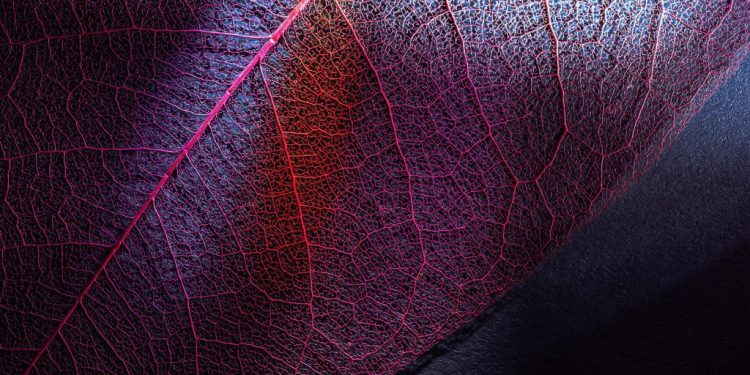 Lenovo, COP16’da AI Destekli Çözümlerle Küresel Biyoçeşitlilik Yeniliklerini Tanıttı