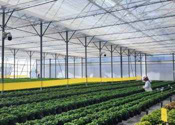 Çiftçilere İklim Değişikliği ve Hasat Kaybıyla Mücadelede Yardımcı Olan AI Aracı