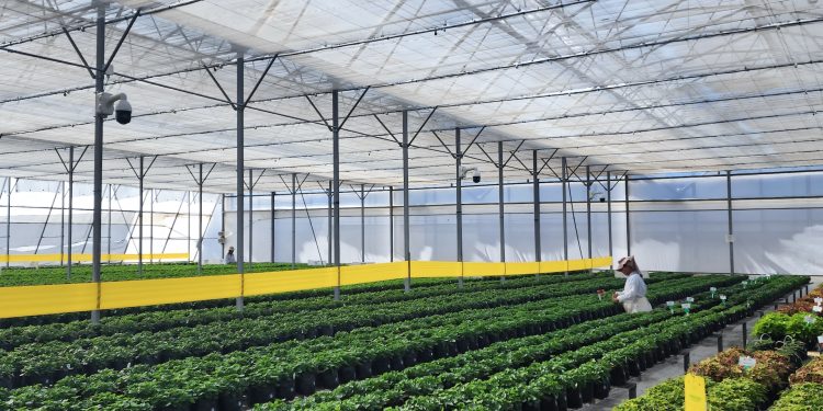 Çiftçilere İklim Değişikliği ve Hasat Kaybıyla Mücadelede Yardımcı Olan AI Aracı