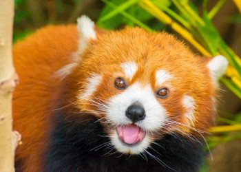 Firefox 20 Yaşında: Mozilla, Tarayıcıyı Nasıl Yeniden Canlandırabilir?