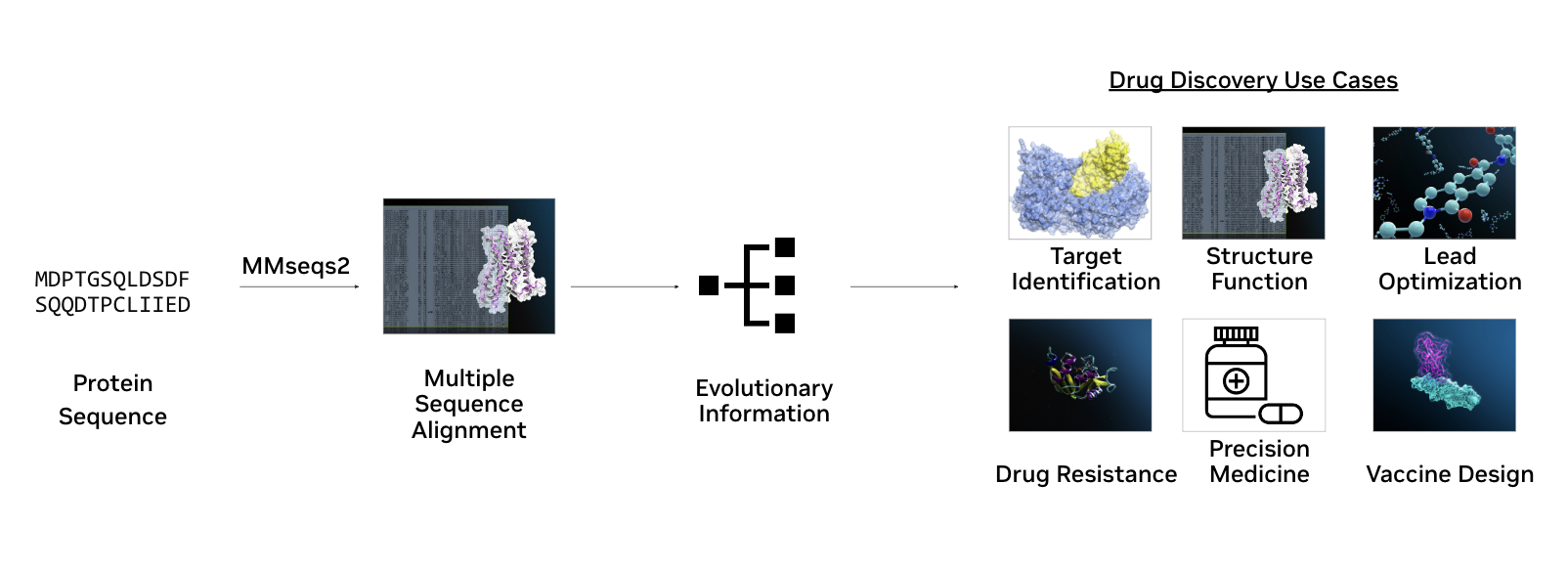 This figure illustrates the process of using protein sequences to derive evolutionary information ‌through homology (e.g., MSA with MMseqs2) and applying these insights in drug discovery use cases, including target identification, structure-function analysis, lead optimization, drug resistance, precision medicine, and vaccine design.