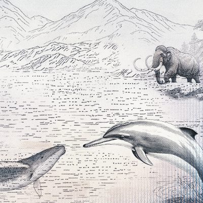 Illustration of the fin whale, porpoise, and mammoth.