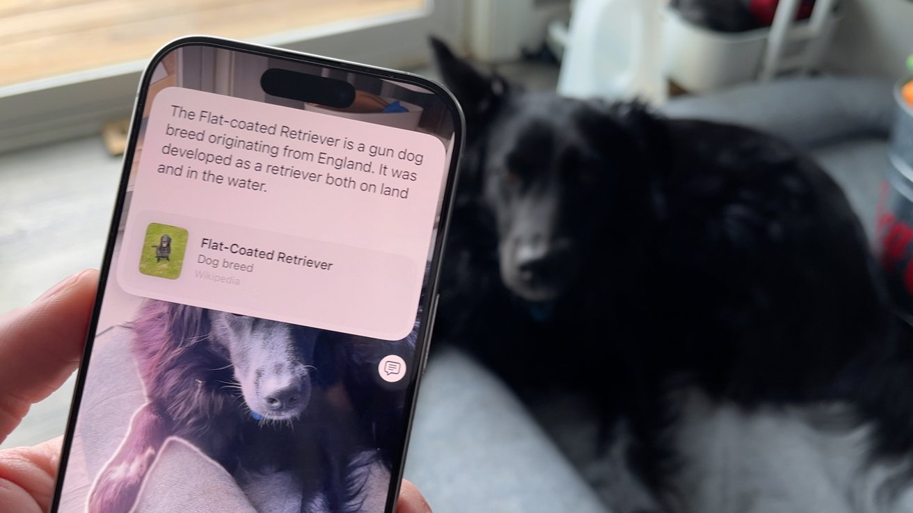 A phone identifying a flat coat retriever dog