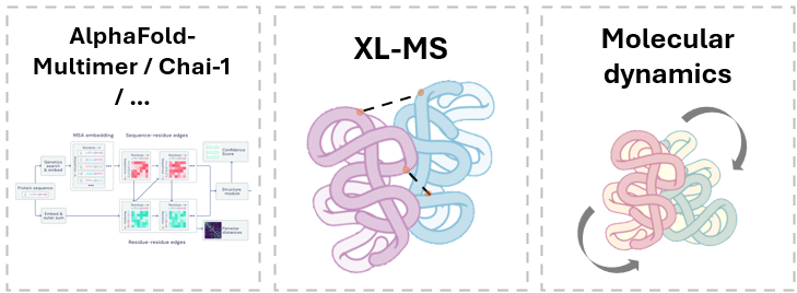 Graphic showing three components of Protai’s workflow, including AlphaFold-Multimer, XL-MS, and molecular dynamics.