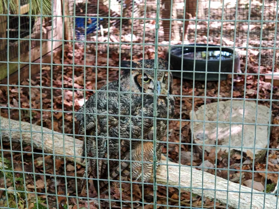 google-photos-fence-removal-3-555x416-1 Google Photos fence removal 3
