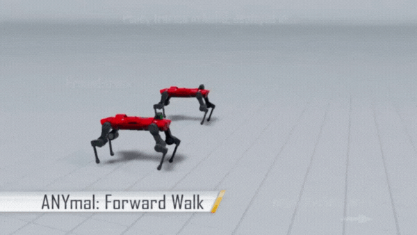 ANYmal robot walking with policies trained in a NeRD-integrated simulator using PPO, showing behavior that matches the analytical simulator.