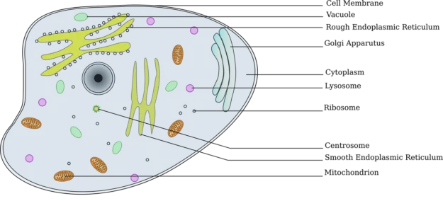 animal-cell-625x284-png Cross-section of an animal cell with various components labelled, including cell membrane, ribosome, mitochondrion, and so on.